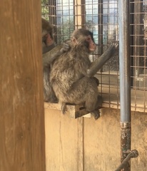 Macaca fuscata fuscata