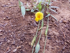 Zornia dyctiocarpa