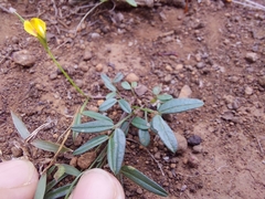 Zornia dyctiocarpa