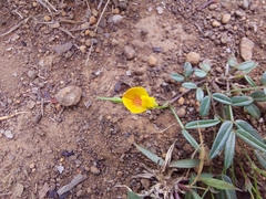 Zornia dyctiocarpa