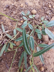 Zornia dyctiocarpa