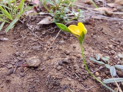 Zornia dyctiocarpa