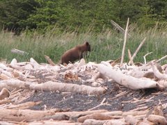 Ursus arctos sitkensis