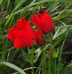 Anemone coronaria