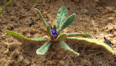 Anchusa aggregata