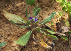 Anchusa aggregata