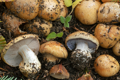 Cortinarius subrubrovelatus