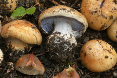 Cortinarius subrubrovelatus