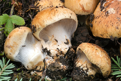Cortinarius subrubrovelatus
