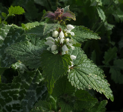 Lamium moschatum