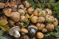 Cortinarius subrubrovelatus