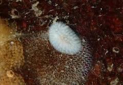 Onchidoris evincta
