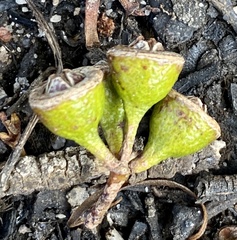 Eucalyptus rudis rudis