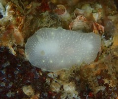 Cadlina klasmalmbergi