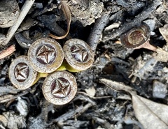 Eucalyptus rudis rudis