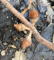 Eucalyptus rudis rudis