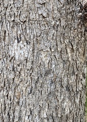 Eucalyptus rudis rudis