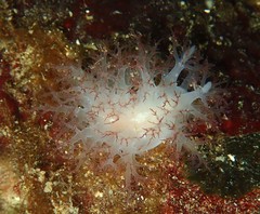 Dendronotus rufus
