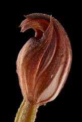 Pterostylis amabilis
