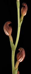Pterostylis amabilis
