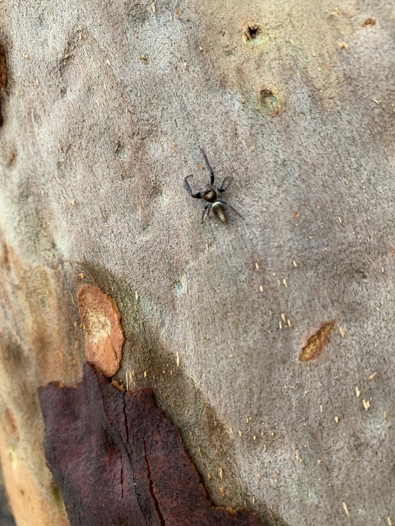 Garden Jumping Spiders from Museums Victoria, Carlton, VIC, AU on ...