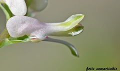 Fumaria macrocarpa