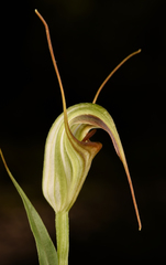 Pterostylis abrupta