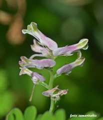Fumaria macrocarpa