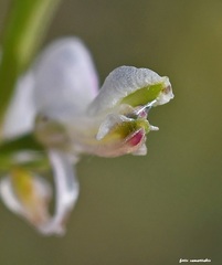 Fumaria macrocarpa
