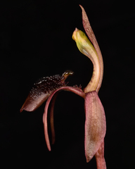 Chiloglottis sphaerula