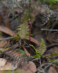 Chiloglottis sphaerula