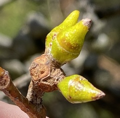 Eucalyptus decipiens