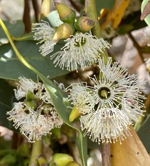 Eucalyptus decipiens