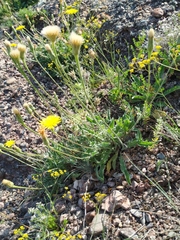 Leontodon biscutellifolius