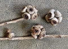 Eucalyptus decipiens