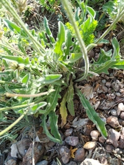 Leontodon biscutellifolius