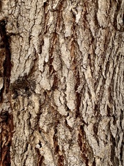 Eucalyptus decipiens