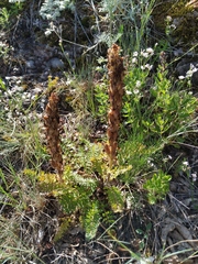 Pedicularis sibthorpii