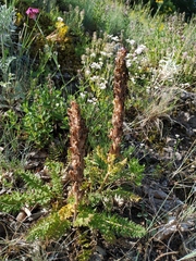 Pedicularis sibthorpii