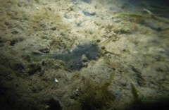 Penaeus latisulcatus