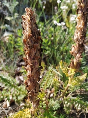 Pedicularis sibthorpii