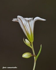 Gagea graeca