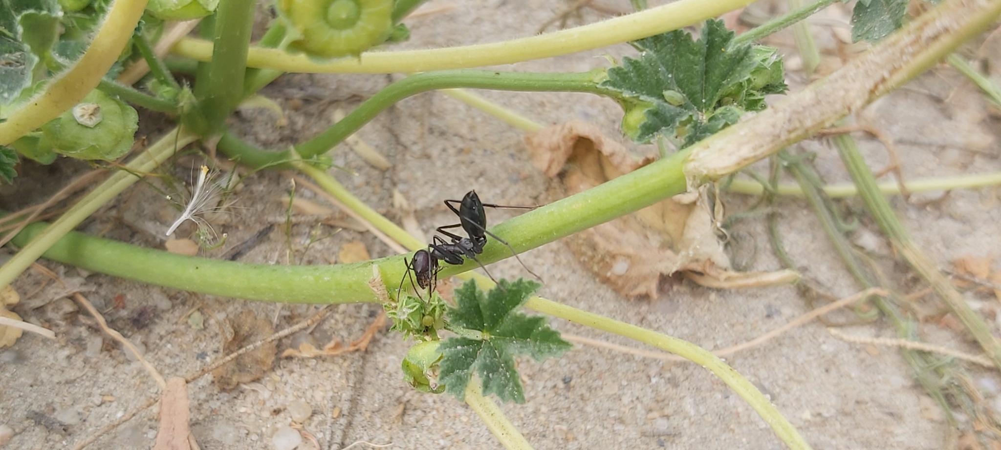 Cataglyphis nigra