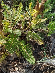 Pedicularis sibthorpii