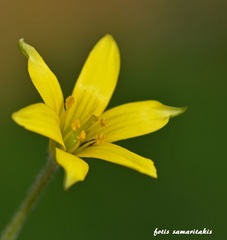 Gagea peduncularis