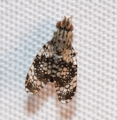 Austrotephritis fuscata