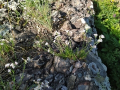 Asperula supina caespitans