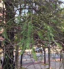 Taxodium distichum