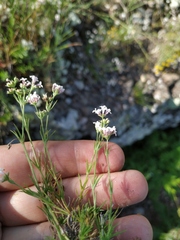 Asperula supina caespitans