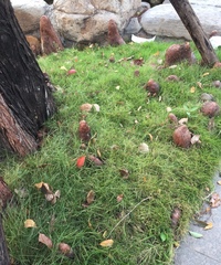 Taxodium distichum